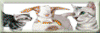 Gnadenhof Banner klein 100 x 33