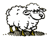 Schaf